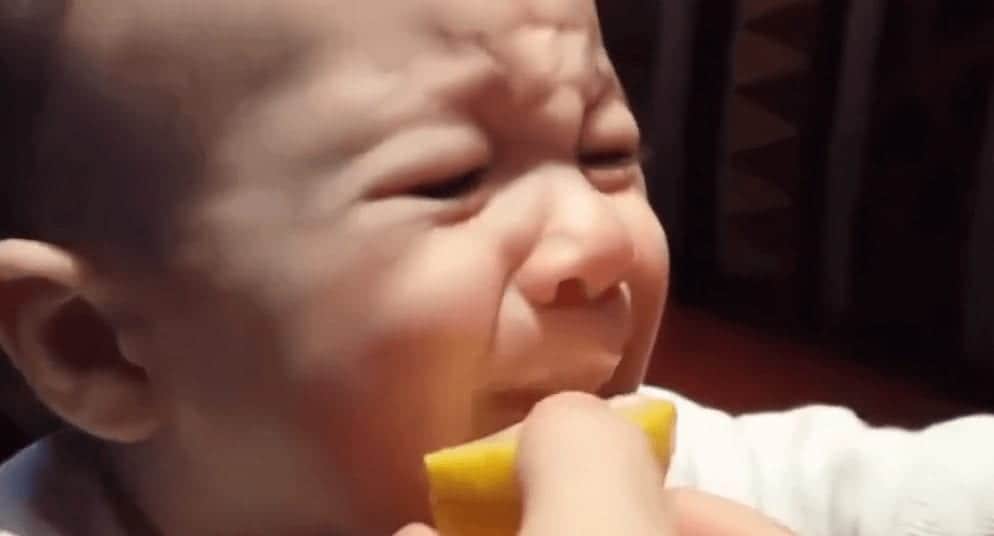 Babies Tasting Lemons For The First Time? We Never Get Tired Of Watching!