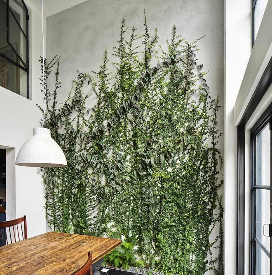 5 Gorgeous Indoor  Vines  To Grow In Your Home