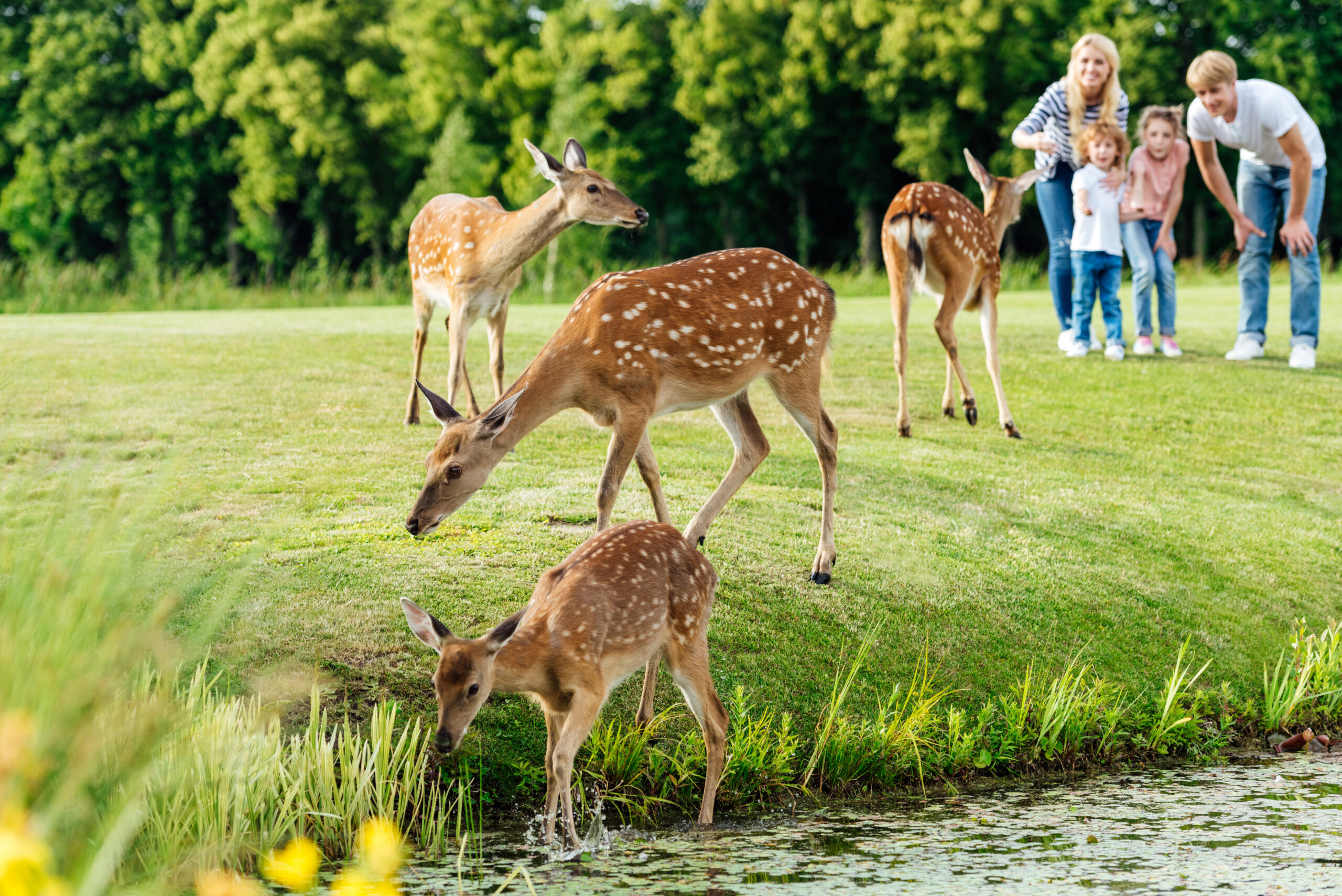 family with deer