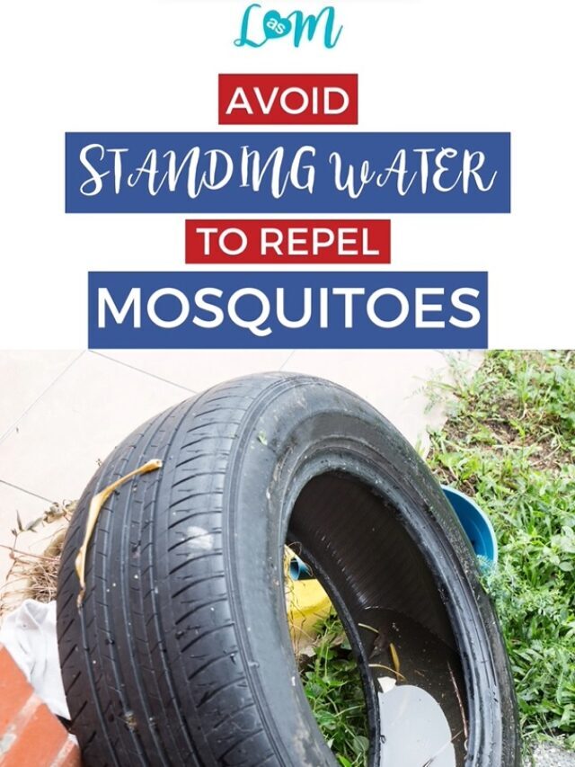 Great Ways To Keep Mosquitoes Off of Your Property